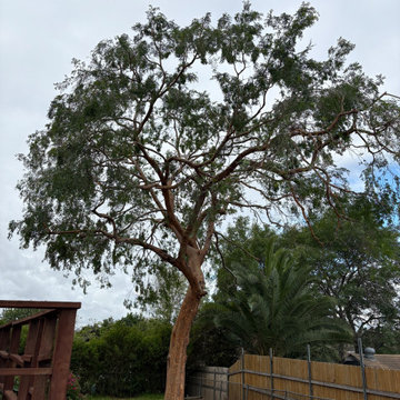 Tree Care