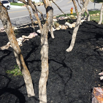 Olympus Cove: Black Mulch