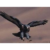 Huang Eagleさんの写真