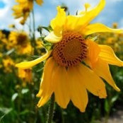 Carol Patten's photo