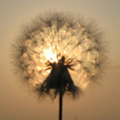 Lois Sundquist's photo