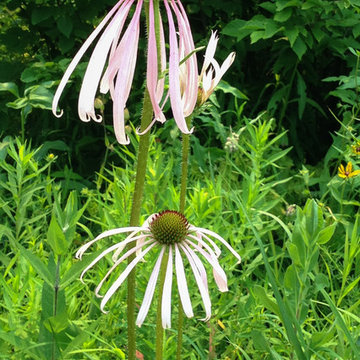 Pale Purple Coneflower