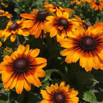 Current Featured Plants