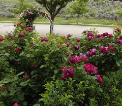 Red Roses over 3 feet tall?