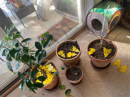 My citrus trees were infested with spider mites and soil/ fungus gnats