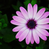 Fleur Tangs foto