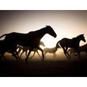 Radi Ivanov's photo