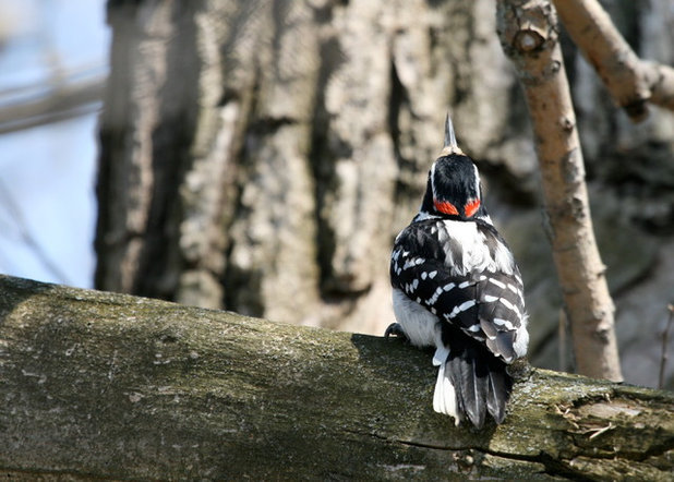 Hairy Woodpecker Doing the 'Nuthatch'