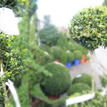 Topiary and Hedge