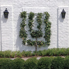 Espalier