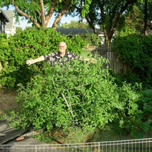Tomatoes grown my way!