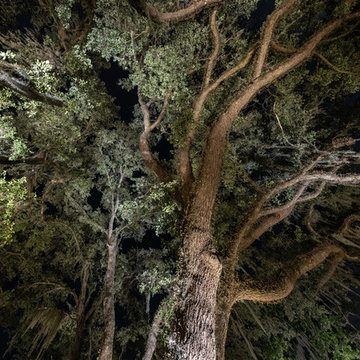 Oak Canopy in Temple Terrace