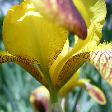Spring in the Garden