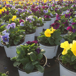 Current Featured Plants - Products
