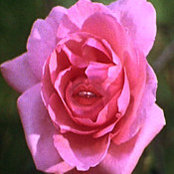 Allegra Rushs foto