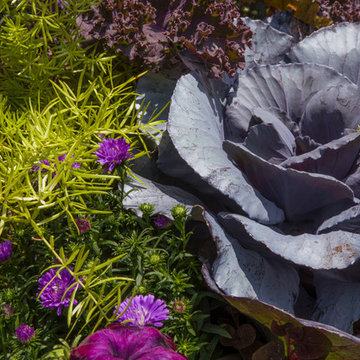 Fall Flowers