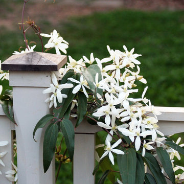 Plants