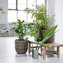 Hvordan indretter man bedst med grønne planter?