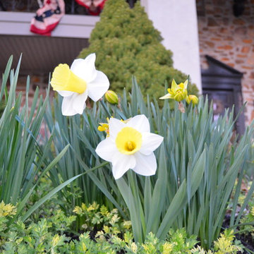 Stonecrest Manor Daffodils