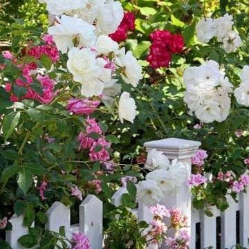 Landscape Design
