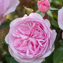 Garden Flowers