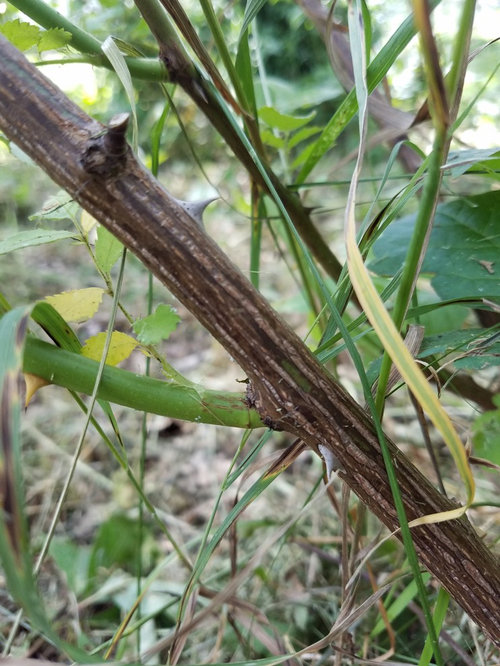 Possible Rose? Easily transplanted?
