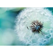 Mahmud Alansari's photo