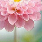 Heather Sharkey's photo