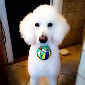 Poodle Palace's photo