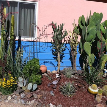 Cacti & Succulent Collector's Garden