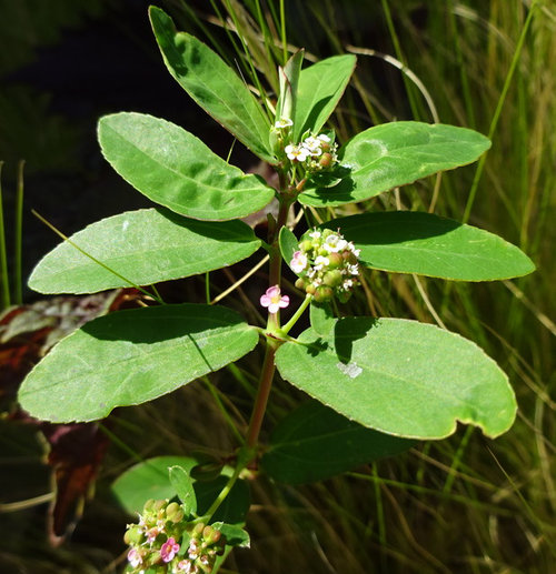 Spurge With Pink Flowers?