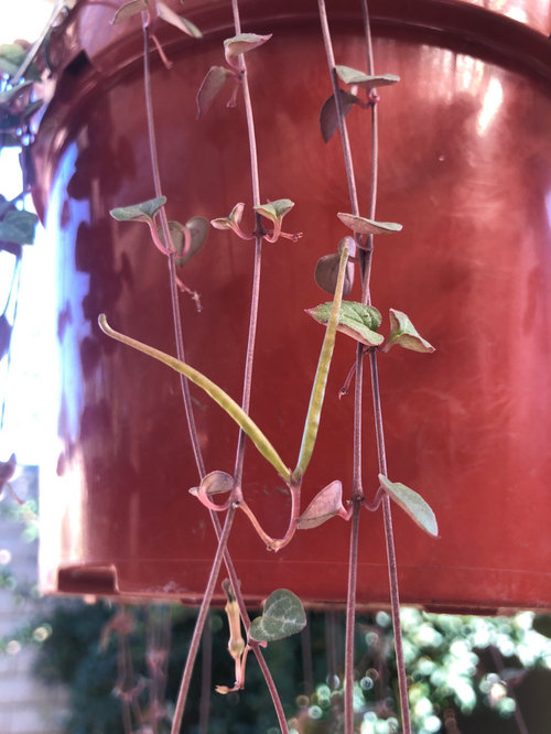 String of Hearts Growth