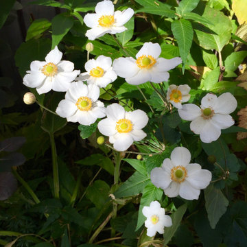 Shady garden in Hillcrest