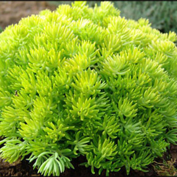 Lemon Ball Sedum