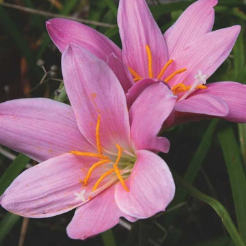 Zephyranthes Pink Rain Lily Zephyranthes grandiflora