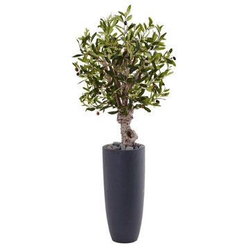 3.5 Olive Tree, Gray Cylinder Planter