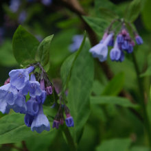 Flowers Zone 7
