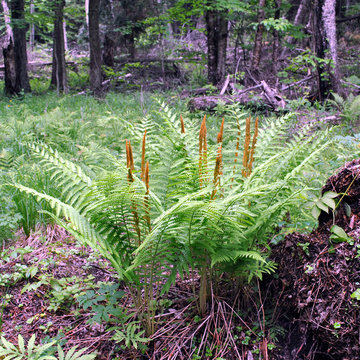 Cinnamon Fern (Osmunda cinnamomea)