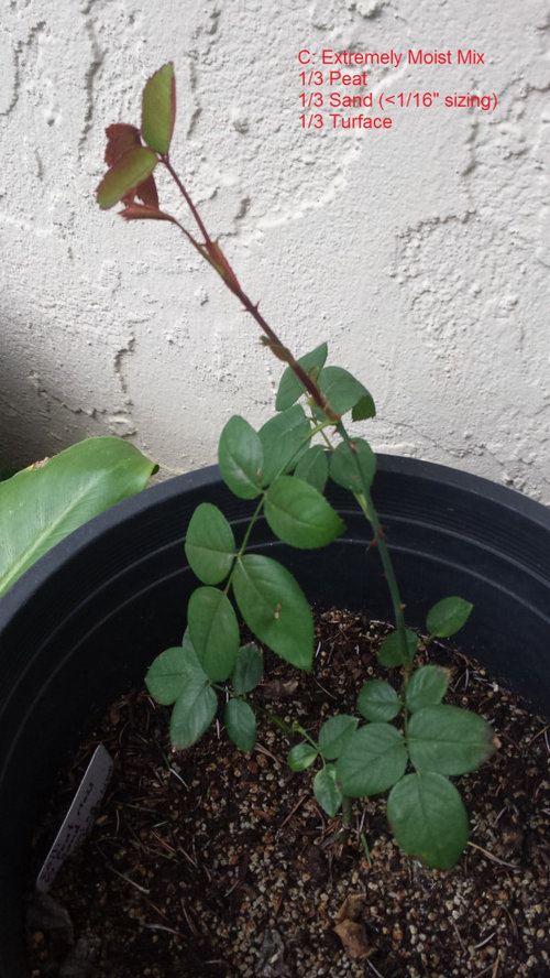 Planted Identical Roses in Three Different Container Soils