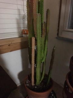 Black Spots on Euphorbia Trigona | Houzz Forum