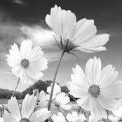 Rhonda Ducker's photo