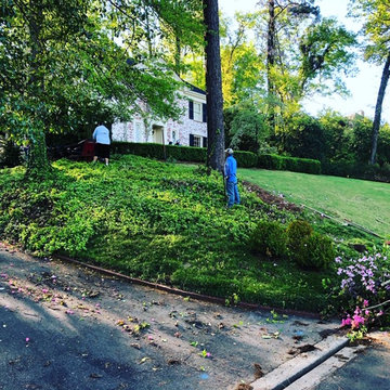 Front Yard Update/Mass Camellia Planting/Sod