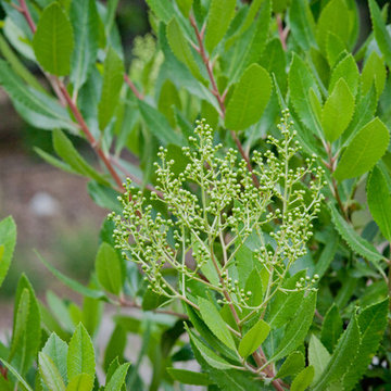 Toyon