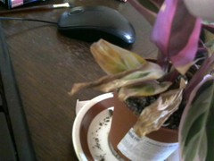 Help my Calathea is dying! (pictures) | Houzz Forum