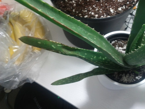 Aloe vera - diseased or underwatered?