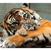Gurkut Uysal's photo