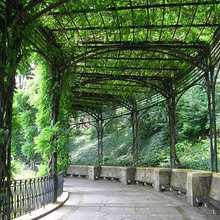 Wrought Iron Pergola