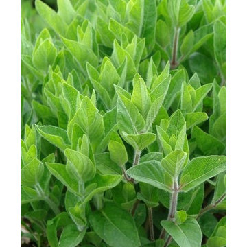 Ruellia humilis foliage