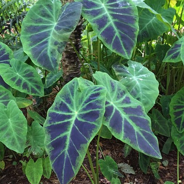 Florida Eclectic, Hurricane Impact & Sustainable Paradise