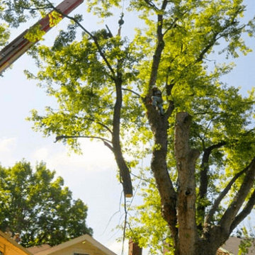 Tree Service Hampton Virginia